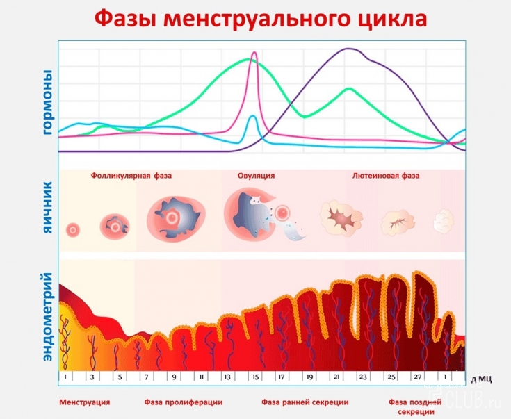 фазы менструального цикла