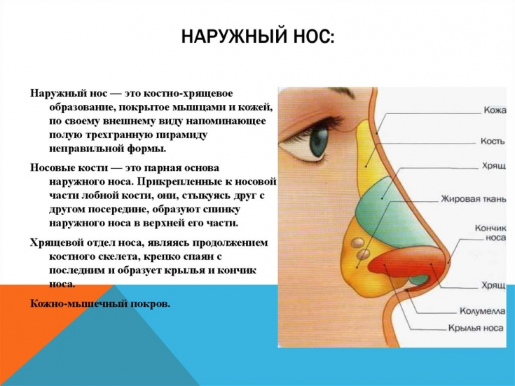 фурункул в носу