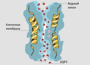 akvaporiny-v-kosmetsevtike-marcel-etoile-luchshee-reshenie-dlya-postpilingovogo-ukhoda