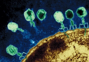 alternativa-antibiotikam-bakteriofagi-protiv-infektsij