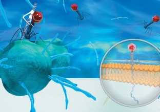 alternativa-antibiotikam-bakteriofagi-protiv-infektsij