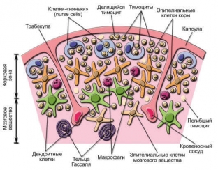 anatomicheskoe-stroenie-i-funktsii-vilochkovoj-zhelezy