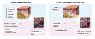 anatomiya-stareniya-litsa-kuda-ukhodit-molodost-i-kak-ee-vernut