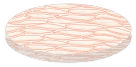 azbuka-kozhi-dlya-kosmetologa-chast-1-stroenie-epidermisa