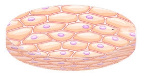 azbuka-kozhi-dlya-kosmetologa-chast-1-stroenie-epidermisa