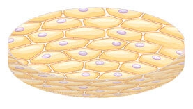 azbuka-kozhi-dlya-kosmetologa-chast-1-stroenie-epidermisa