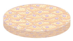 azbuka-kozhi-dlya-kosmetologa-chast-1-stroenie-epidermisa