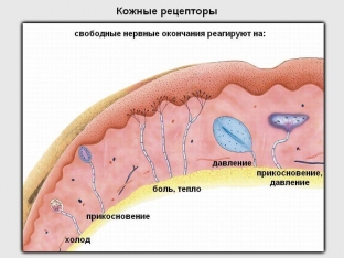 budushchee-kosmetologii-nejrokosmetika-i-ee-vliyanie-na-sostoyanie-kozhi