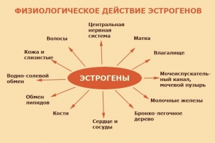 chem-grozit-povyshennyj-uroven-estrogenov-zhenshchine-i-kak-ego-snizit