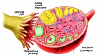 chisto-zhenskoe-delo-chto-proiskhodit-vo-vremya-menstruatsii
