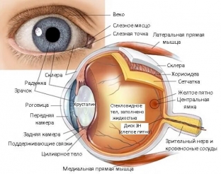 chto-mogut-rasskazat-o-zdorove-glaza-cheloveka