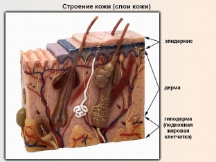 chto-neobkhodimo-znat-kazhdomu-kosmetologu-o-sloyakh-kozhi