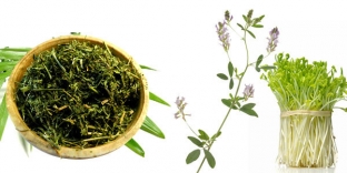domashnie-sredstva-ot-rastyazhek-naturalnoe-reshenie-problemy