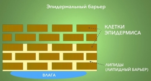 effektivnaya-kosmetika-i-sposoby-povysheniya-ee-transdermalnykh-svojstv