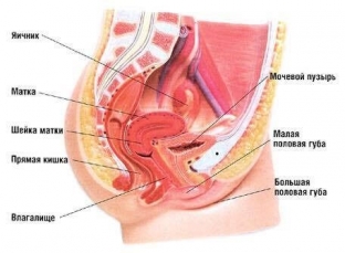 fillery-protiv-inkontinentsii-in-ektsionnoe-lechenie-nederzhaniya-mochi