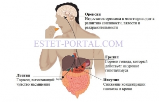 gormony-i-ves-kak-dve-storony-odnoj-medali