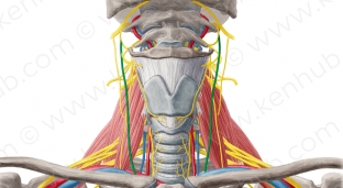 interesnye-fakty-o-bluzhdayushchem-nerve-zachem-stimulirovat-vagus