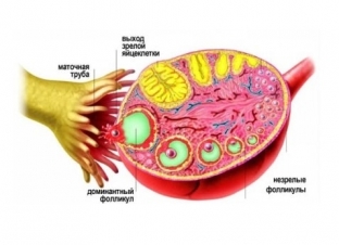 kak-diagnostirovat-i-vylechit-nadpochechnikovuyu-giperandrogeniyu-u-zhenshchin