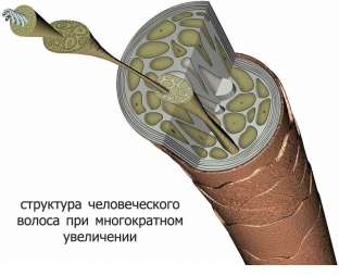kak-izmenit-formu-volos-na-dlitelnoe-vremya