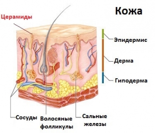 kak-primenenie-tseramidov-mozhet-pomoch-v-borbe-s-akne