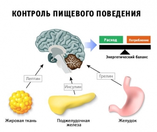 kak-umenshit-appetit-i-deaktivirovat-gormon-goloda-grelin