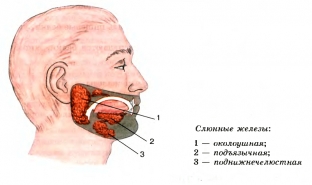 kakie-osnovnye-prichiny-vospaleniya-slyunnykh-zhelez