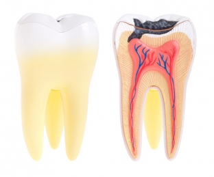 kakie-osobennosti-techeniya-khronicheskogo-periodontita-v-zavisimosti-ot-vozrasta