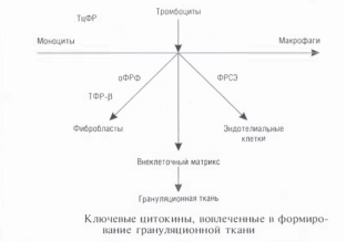 khirurgicheskaya-rana-kak-dobitsya-prochnosti-khirurgicheskikh-shvov