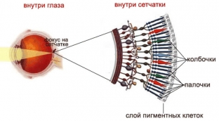 klinicheskie-priznaki-i-simptomy-ukazyvayushchie-na-gemeralopiyu