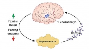 kontrol-urovnya-leptina-chem-nakormit-gormon-sytosti