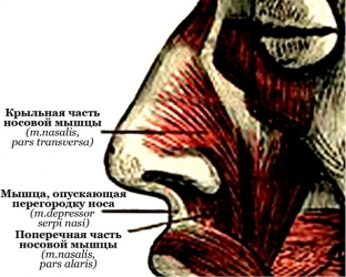 korrektsiya-formy-nosa---prakticheskij-protokol