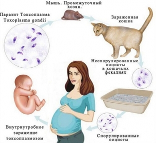 kovarnye-torch-infektsii-chem-opasen-toksoplazmoz-pri-beremennosti