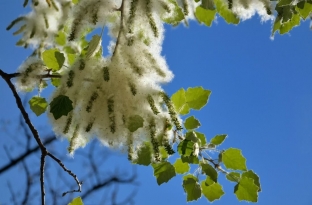 majskie-khlopoty-allergiya-na-pukh-topolya