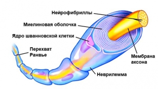 mielin-i-obuchenie-kak-nastroit-mozg-na-maksimalnuyu-proizvoditelnost