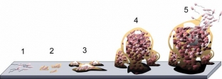 mikrobnye-bioplenki-metody-diagnostiki-lecheniya-i-profilaktiki