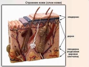naturalnyj-uvlazhnyayushchij-faktor-kozhi-dlya-chego-on-nuzhen