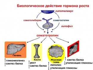 ne-v-zhir-a-v-myshtsy-povyshaem-somatotropin-estestvennymi-sposobami