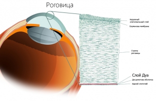 obnaruzhen-neizvestnyj-sloj-rogovitsy-glaza-cheloveka