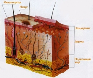 opasen-li-verrukoznyj-nevus-i-kak-s-nim-obrashchatsya
