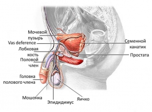 osnovnye-printsipy-i-metody-lecheniya-epididimita