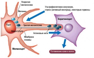 ot-chego-zavisit-sintez-melanina-i-kak-vyyavit-ego-nedostatok