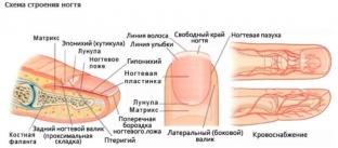 pochemu-sloyatsya-nogti-i-kak-borotsya-s-ikh-lomkostyu