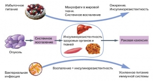 pochemu-vazhno-kontrolirovat-uroven-insulina-v-organizme
