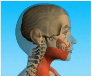 protsess-stareniya-litsa-nekotorye-anatomicheskie-otkrytiya