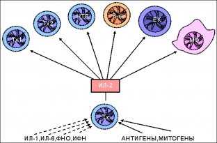 rol-tsitokinov-v-lechenii-nezazhivayushchikh-ran