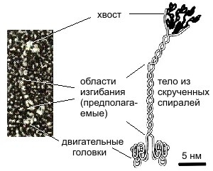shagayushchij-belok-kinezin-prirodnyj-nanodvigatel