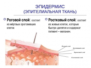 sloj-za-sloem-preimushchestva-korneoterapii-v-ukhode-za-kozhej