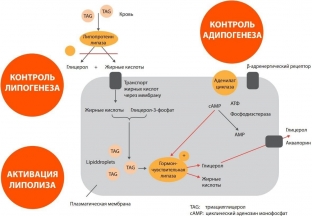 tonkost-linij-i-chetkij-oval-korrektsiya-ob-ema-litsa-preparatom-mesosculpt-c71tm