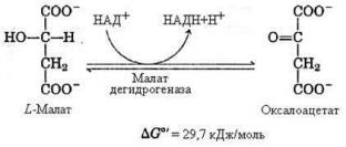 tsikl-krebsa-tsentralnaya-rol-v-metabolizme-kletki