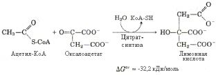tsikl-krebsa-tsentralnaya-rol-v-metabolizme-kletki